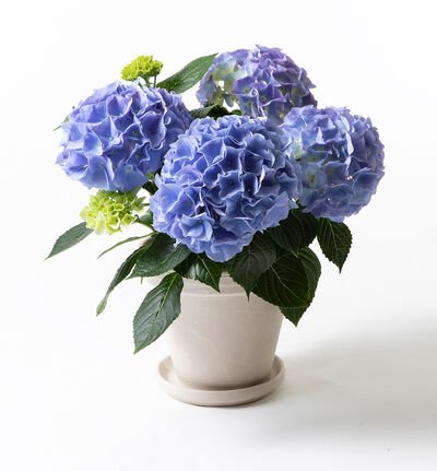 Blå hortensia i terrakotta potte